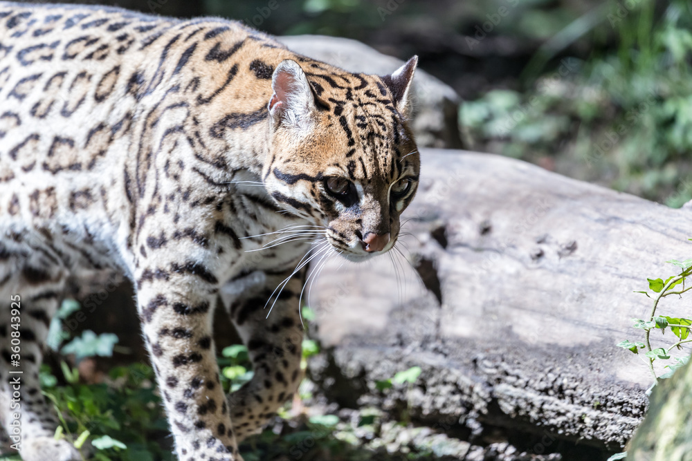 Naklejka premium ocelot walking in the woods near a fallen trunk