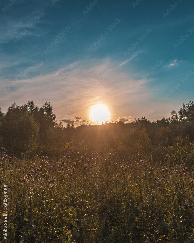 Fototapeta premium sunset over the field