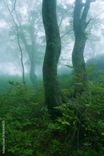 深い霧に包まれる秋の森 © tetsusan