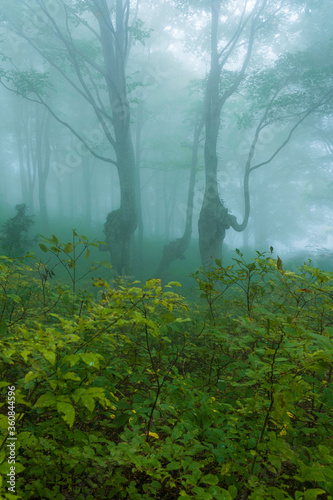 深い霧に包まれる秋の森