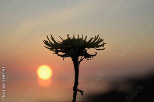 Closeup flower on sunset background. Macro Design