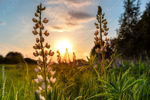 Lupins in the field at sunset. Summer sunset with flowers in the field.