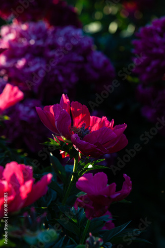 Carmine peony flower in the flower garden sunset light in dark background vertical photo
