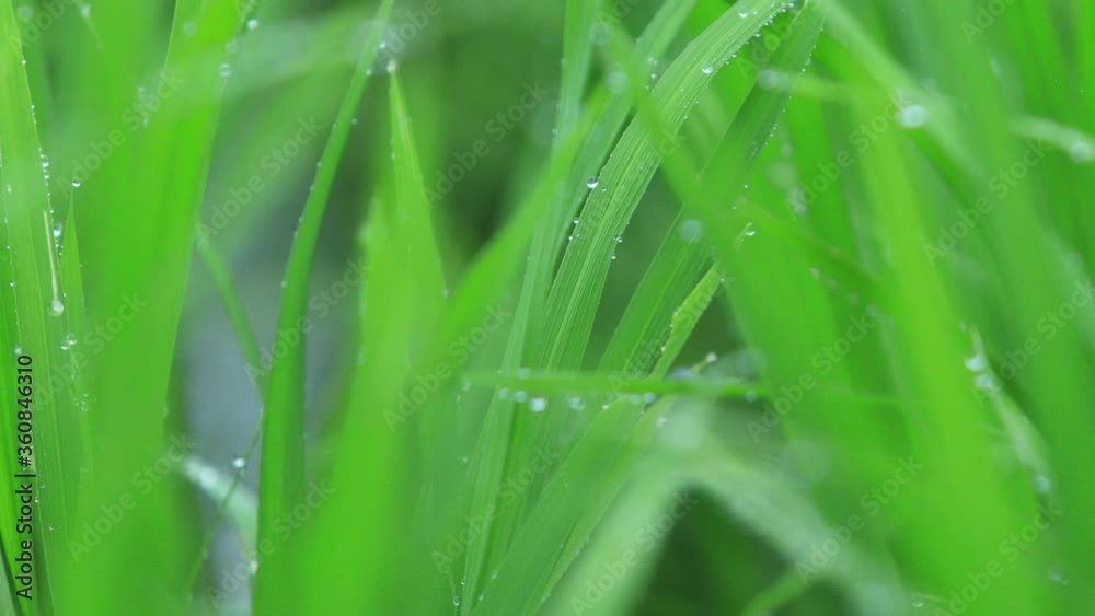 夏の水田　6月　雨の日　梅雨　ローアングル