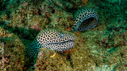 The beautiful leopard moray hides in the rocky bottom of the reef. Tofo (Mozambique)