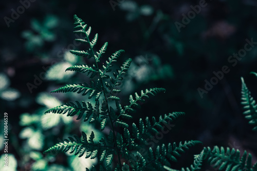 Fern leaves in the forest. Fern Foliage