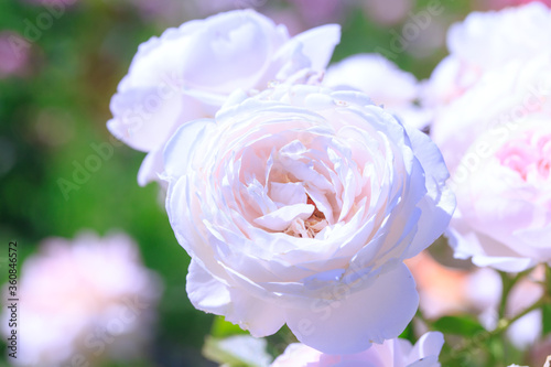 Tender roses. Background of blooming roses flowers. Sunny natural light. Rose garden