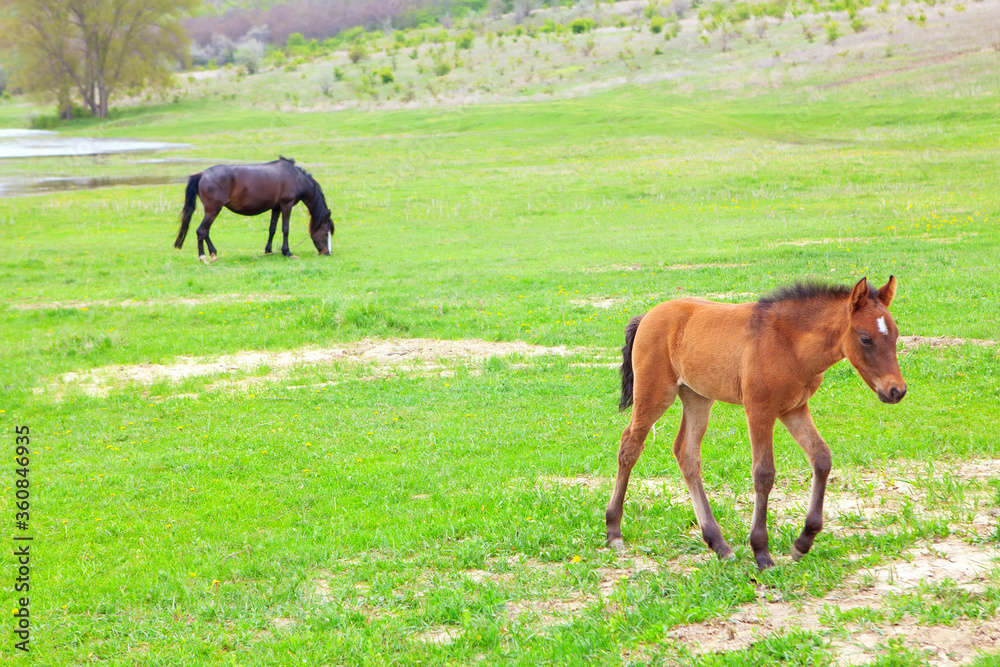 Foal and mother horse at the meadow . Domestic horses at the pasture Foal and mother horse at the meadow . Domestic horses at the pasture