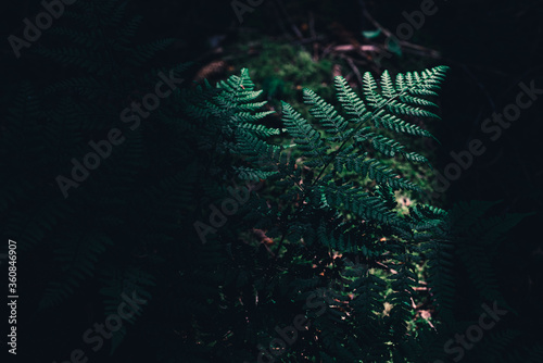 Fern leaves in the forest. Fern Foliage