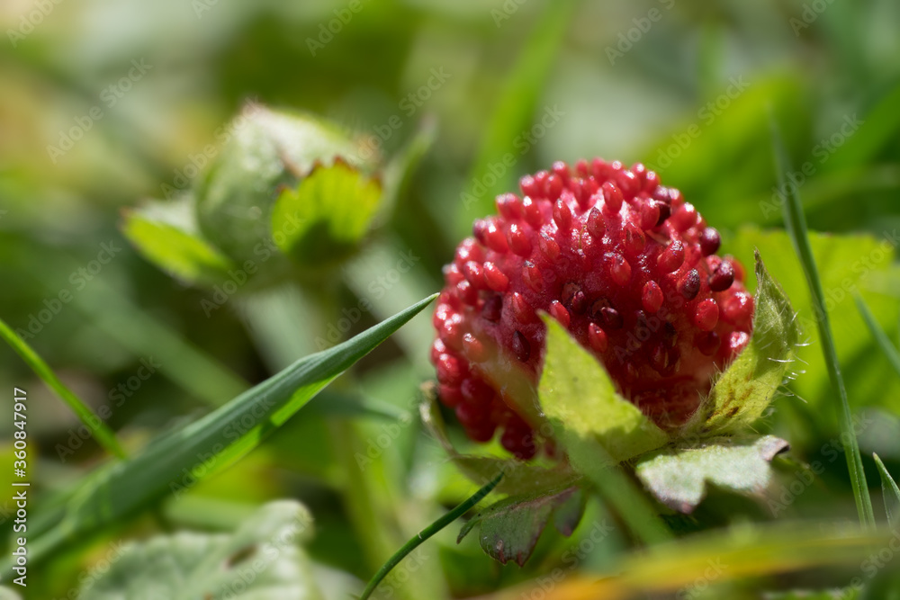Fragaria vesca or wild strawberry with green leafs, Photo with a very narrow depth of field Fragaria vesca or wild strawberry with green leafs, Photo with a very narrow depth of field