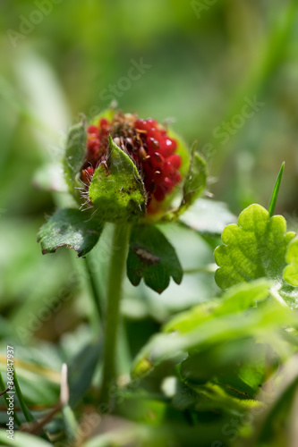 Fragaria vesca or wild strawberry with green leafs, Photo with a very narrow depth of field