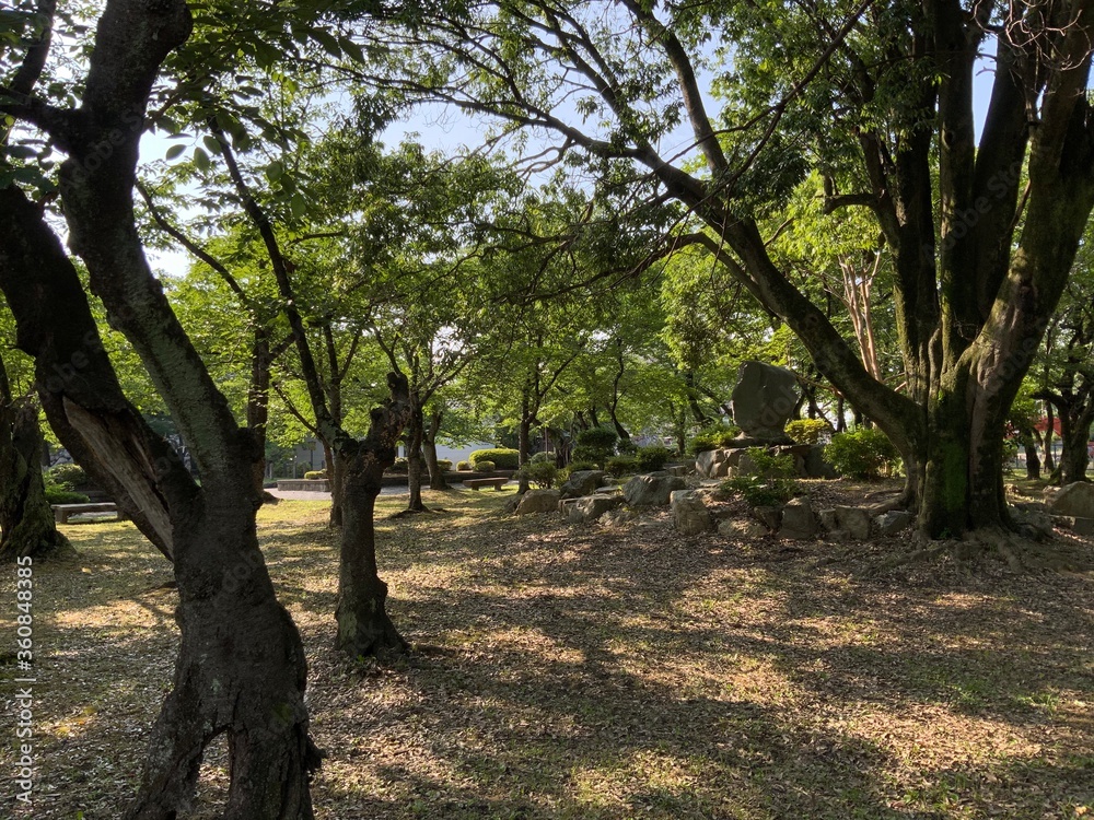 park with sunshine through the trees