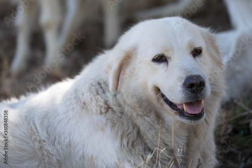 Close view of a panting white Golden Retriever, lying in a meadow with blurred legs of goats