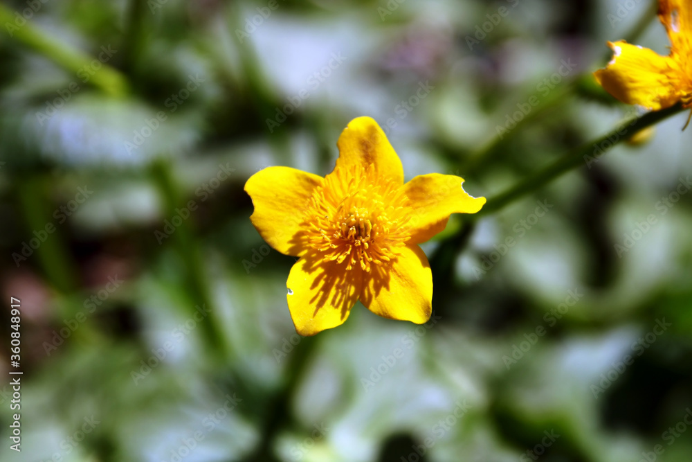 Caltha palustris
