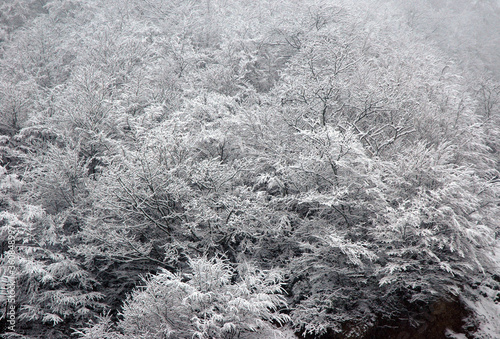 Winter forest. Snow on the trees. Georgia, Caucasus.