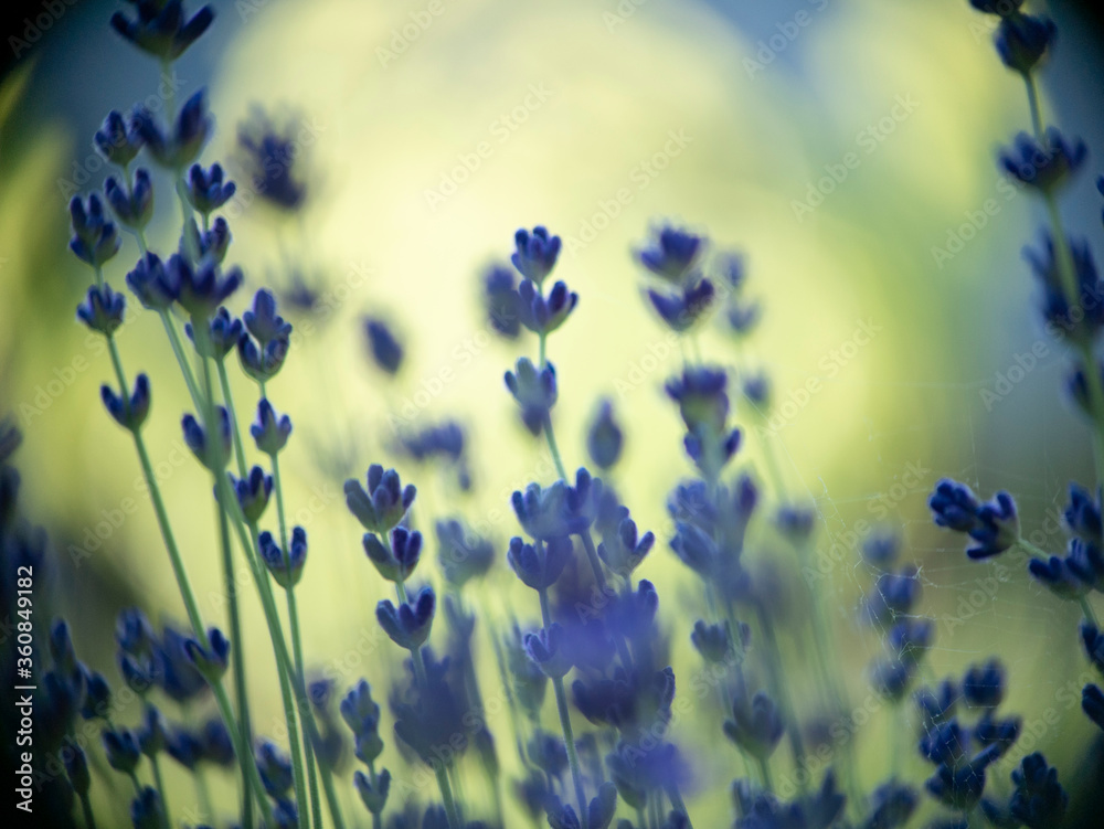 Soft focus bokeh background of Lavender Flowers Field