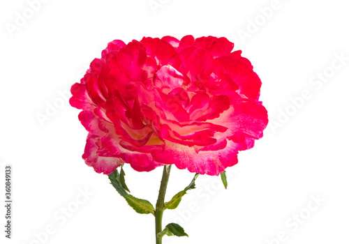 beautiful rose isolated