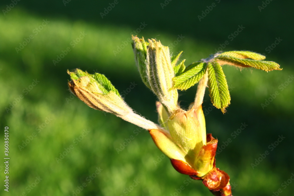 Spring buds of a chestnut blossoming close-up on a background of green leaves and grass with a bokeh effect. Macro shot. Thing. Background, texture, substrate.