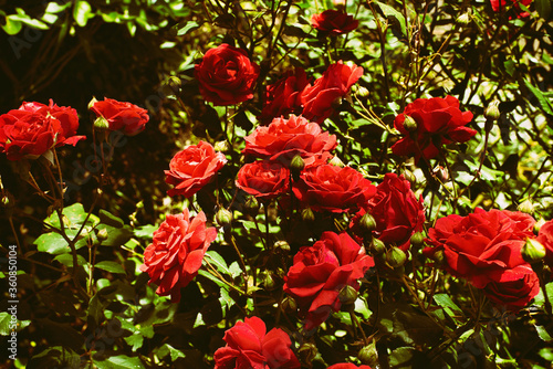 Flowering fragrant rose in a home flower greenhouse