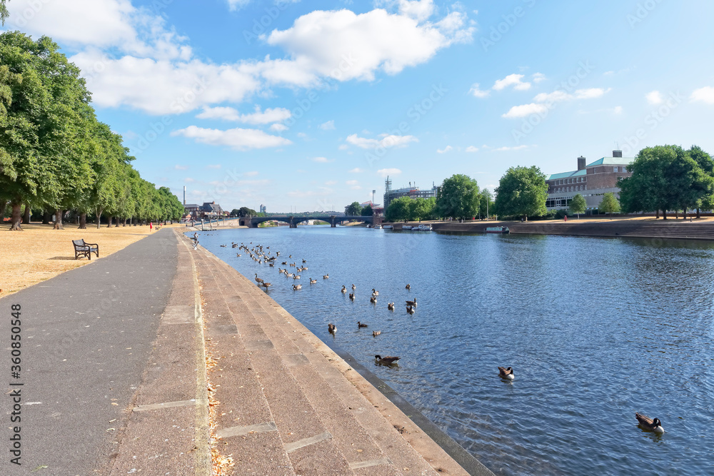 Canada Geese on the River Trent in Nottingham
