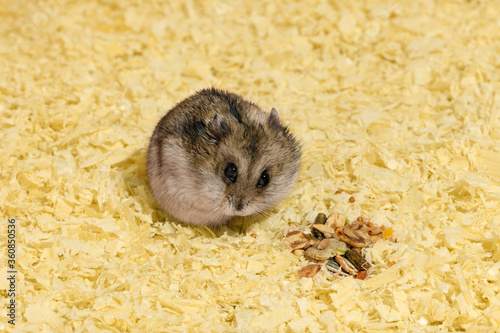 The funny hamster is sitting on the wood shavings next to the handful of dry food.