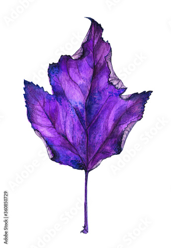 autumn purple bright maple leaf on white background isolated  hand painted watercolor  for use as logo and printing on fabric and paper.