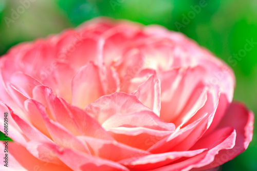 Roses. Delicate background with blooming rose flowers.