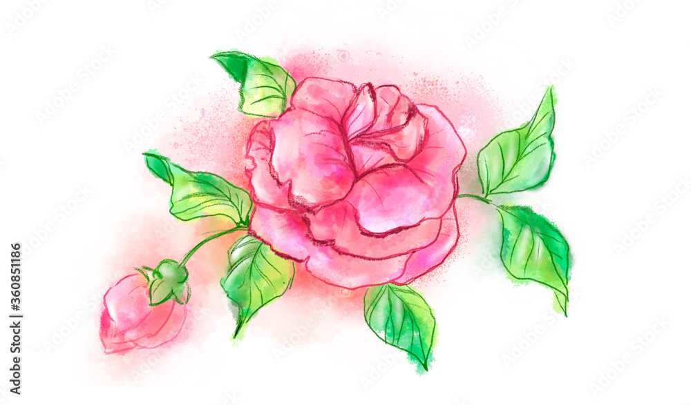 Watercolor hand drawn pink rose on white background. Created with watercolor, digital brushes. Watercolor hand drawn pink rose on white background. Created with watercolor, digital brushes.