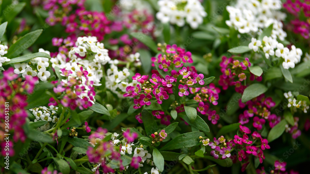 Lobularia maritima Sweet Alyssum Royal Carpet flowers in summer garden Lobularia maritima Sweet Alyssum Royal Carpet flowers in summer garden