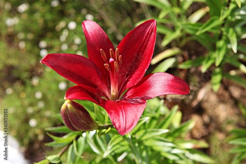 한국 경기도 안산시 관곡지 입니다