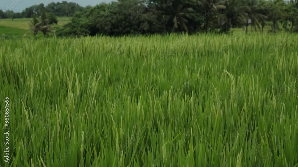 Photo of a tropical summer in a rice field with palm trees and clouds in the background Photo of a tropical summer in a rice field with palm trees and clouds in the background