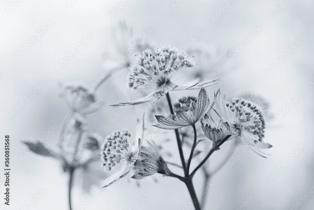 Białe kwiaty - Jarzmianka - obrazy, fototapety, plakaty 