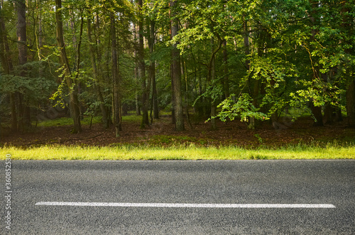 Asphalt road in a forest, selective focus. photo