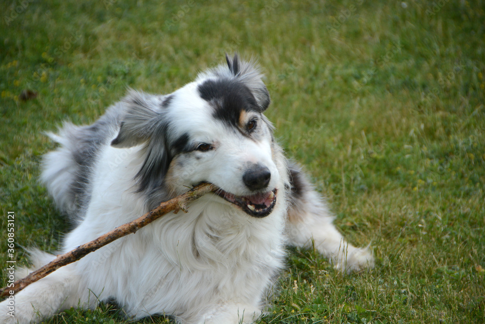 my Australian Shepherd