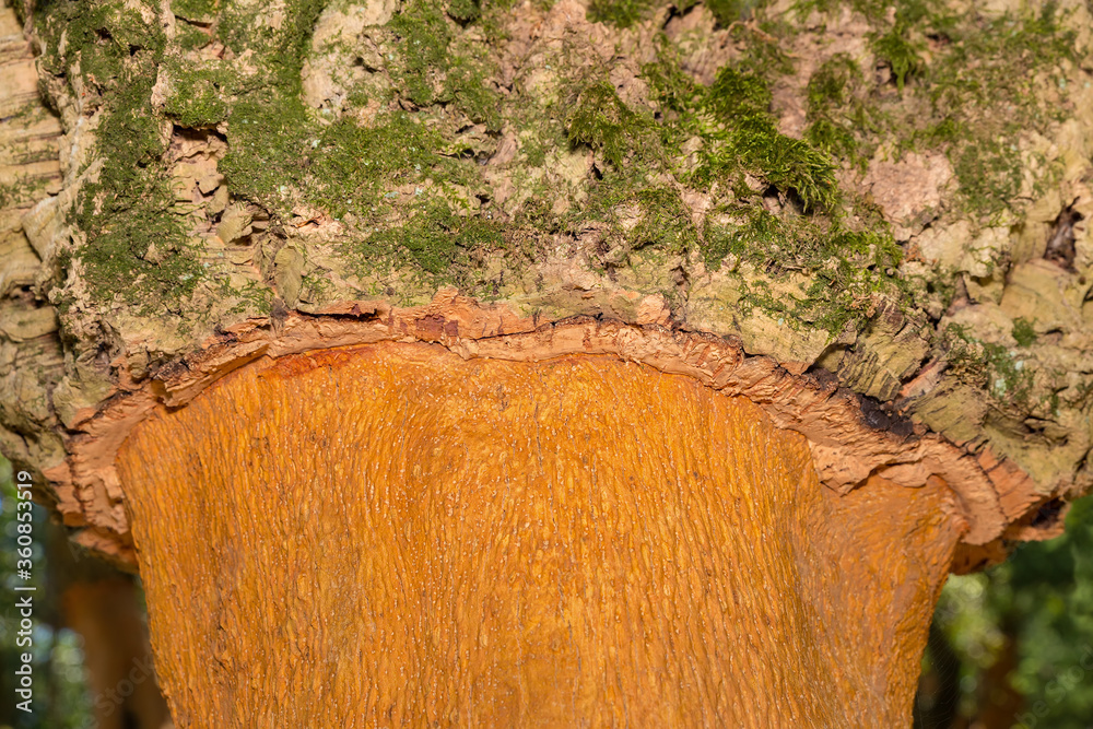Cork oak tree with layers of cork bark on trunk Stock Photo Adobe Stock
