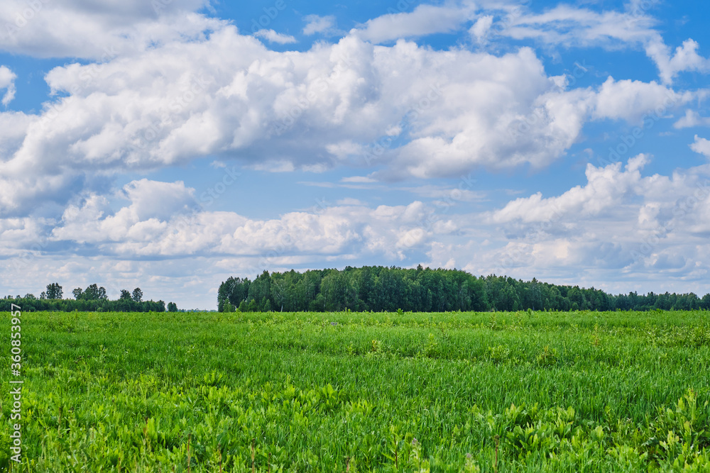 Agricultural field with perennial grass on a background of a beautiful cloudy sky. Agricultural field with perennial grass on a background of a beautiful cloudy sky.