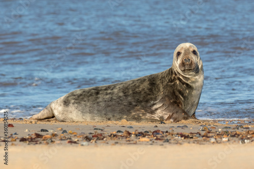 Atlantic Grey Seal - young bull