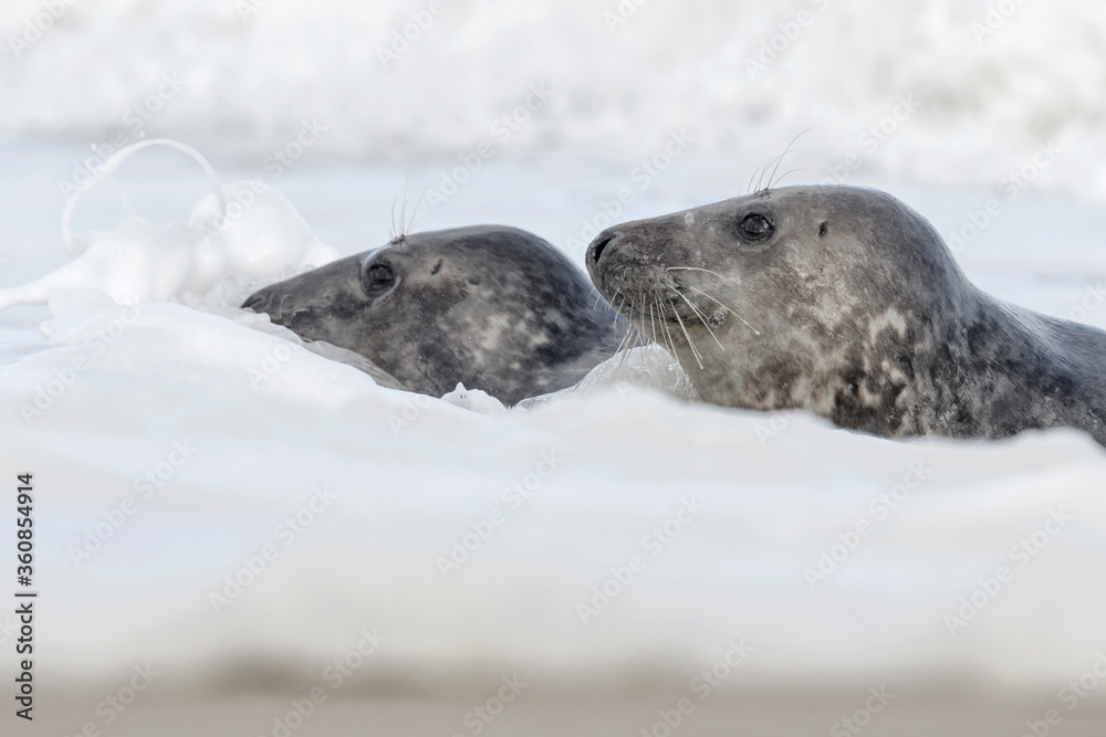 Fototapeta premium Atlantic Grey Seals in the surf