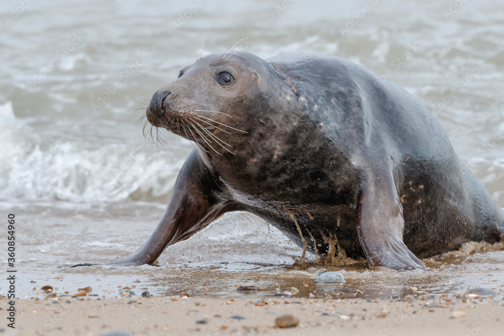 Fototapeta premium Atlantic Grey Seal - young bull aggressive posture
