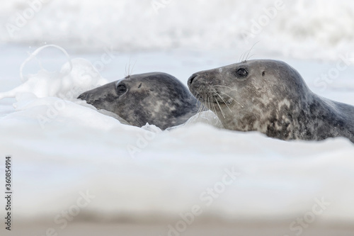 Atlantic Grey Seals in the surf