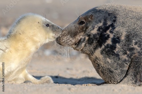 Atlantic Grey Seal - first contact pup and mom bonding