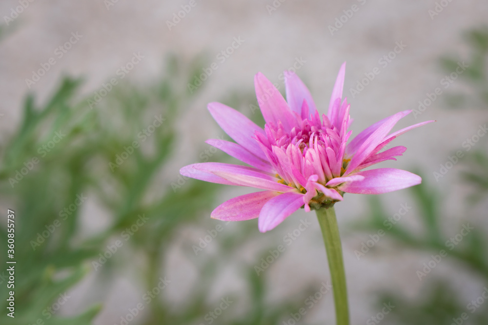 Young pink chinese aster flower with fragile scarce petals and blurred green branches on a light pastel background. Young pink chinese aster flower with fragile scarce petals and blurred green branches on a light pastel background.