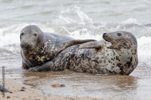 Atlantic Grey Seal courting pair play fighting