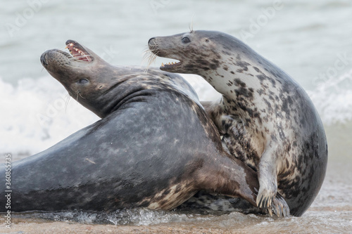 Atlantic Grey Seal courting pair play fighting © David