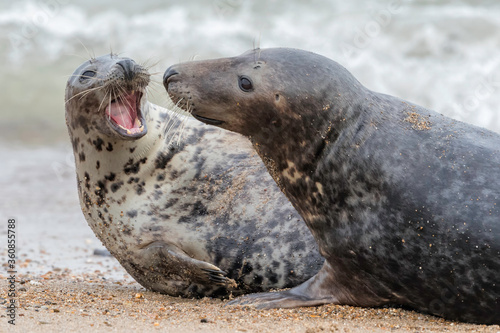Atlantic Grey Seal courting pair play fighting