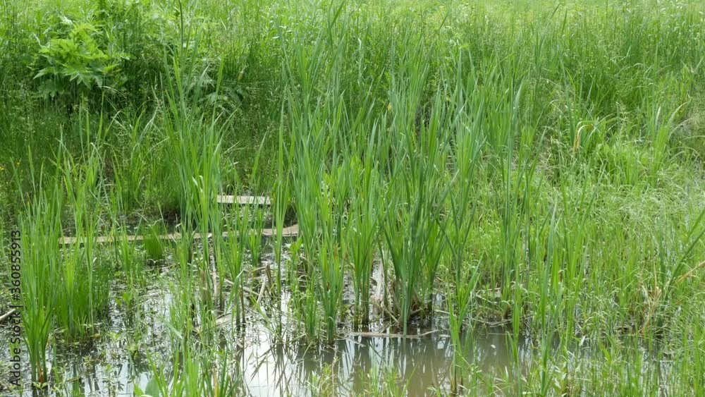 Swamp covered with fresh green grass on a summer day