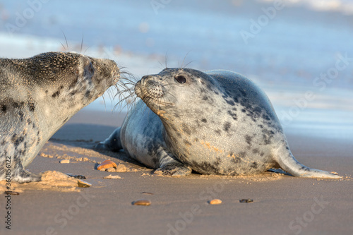 Atlantic Grey Seal - young pups greeting one another