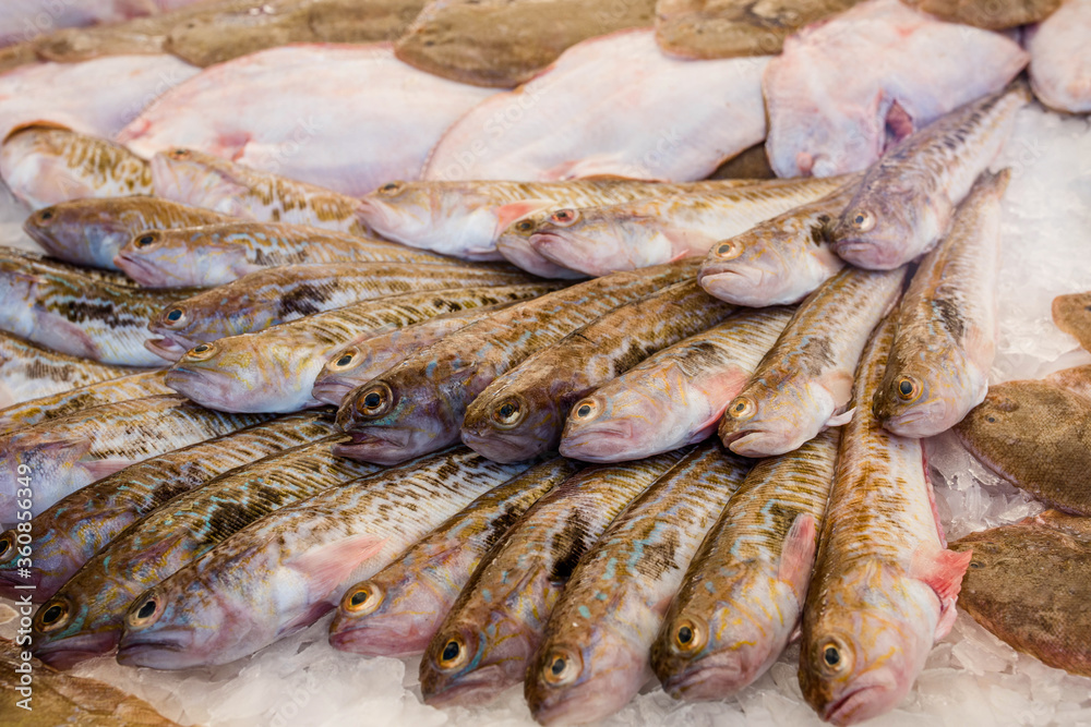 Trachinidae on the fish market stalls