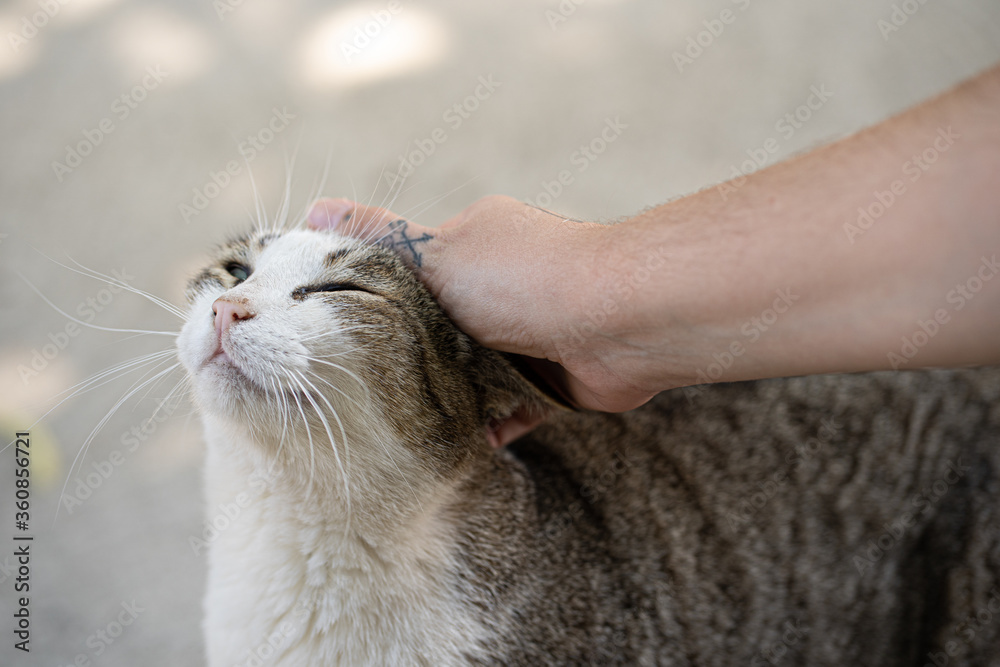 Gato siendo acariciado por una mano tatuada Gato siendo acariciado por una mano tatuada