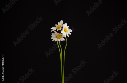 white daisy flower against black background 